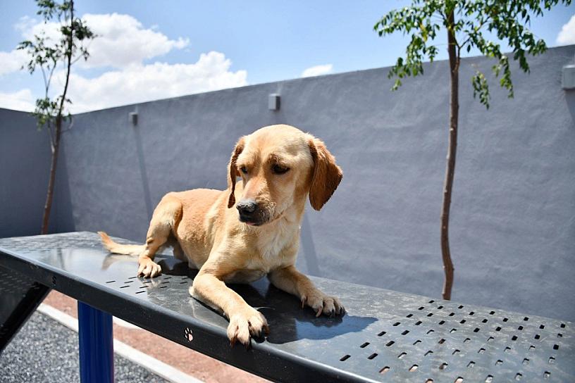 ALBERGA CENTRO DE CONTROL A ANIMALES EN CONDICIÓN DE CALLE