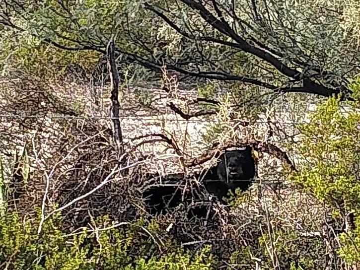 ALERTAN POR AVISTAMIENTO DE OSOS EN CONCEPCIÓN DEL ORO 
