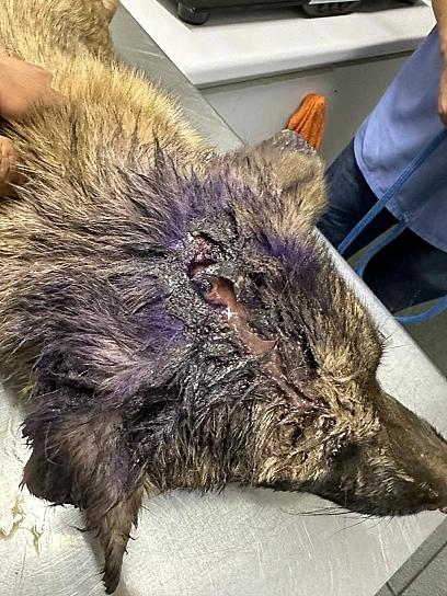 ALERTAN POR PICADURAS DE ARAÑA VIOLINISTA A MASCOTAS; PIDEN APOYO PARA ALBERGUE CANINO