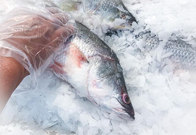 EMITE SSZ RECOMENDACIONES PARA CONSUMO SEGURO DE MARISCOS