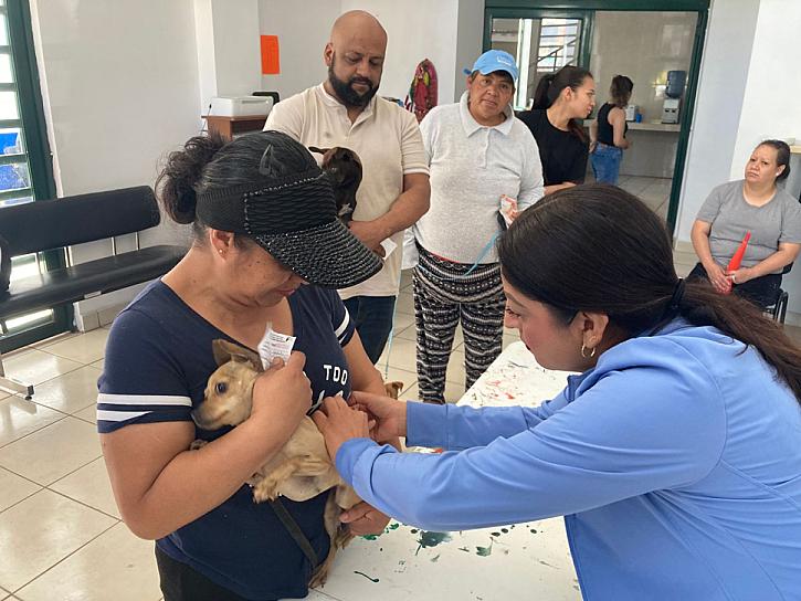 IMPULSA ZACATECAS ESTERILIZACIÓN CANINA CON APOYO DE FRESNILLO