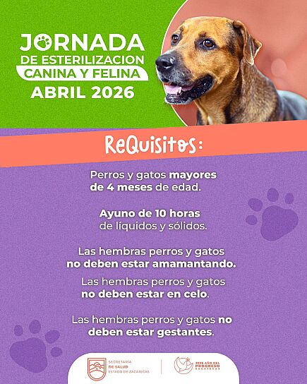 ESTERILIZARÁN MASCOTAS EN FRESNILLO, SAIN ALTO Y OJOCALIENTE
