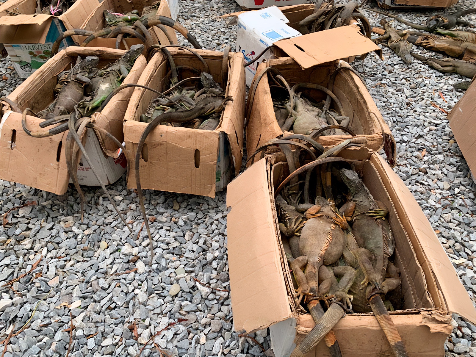 RESCATAN 192 IGUANAS VERDES EN OAXACA; LIBERAN 161 EJEMPLARES   