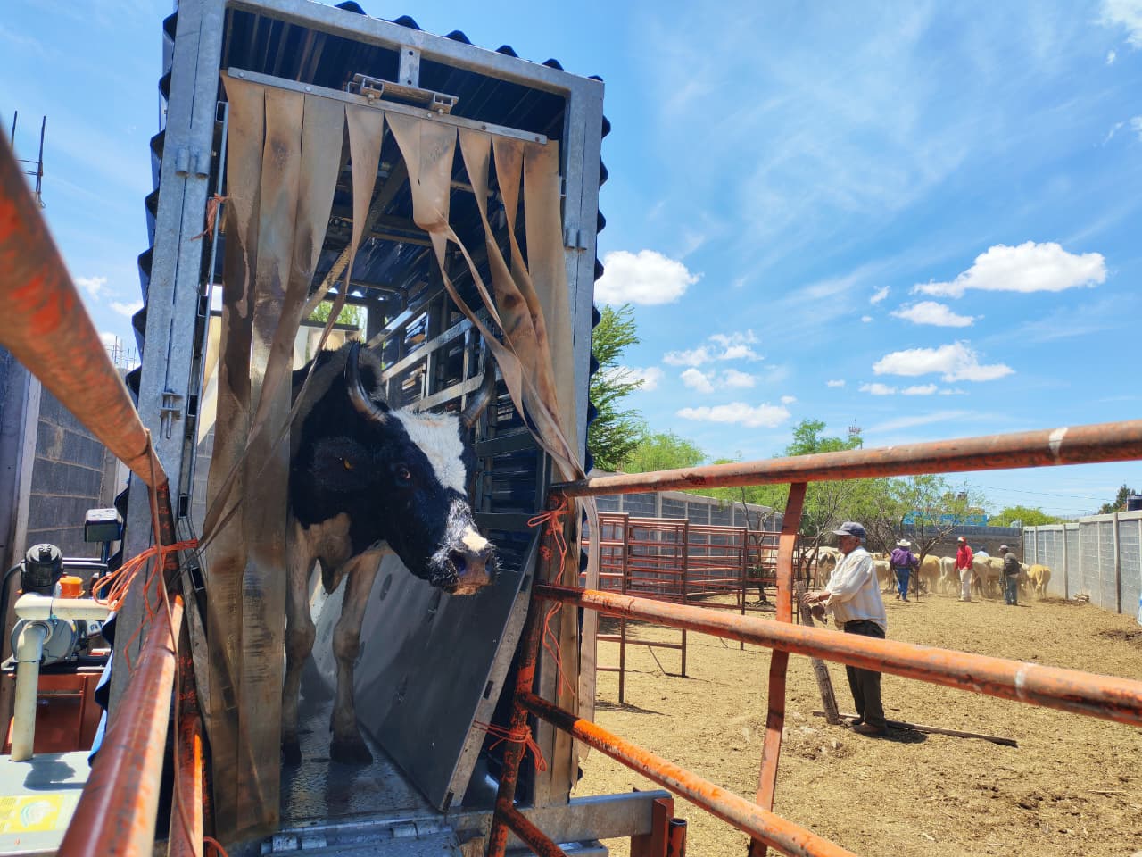 BENEFICIAN PEPE SALDÍVAR Y DAVID MONREAL A 300 FAMILIAS GANADERAS CON BAÑO DE GANADO