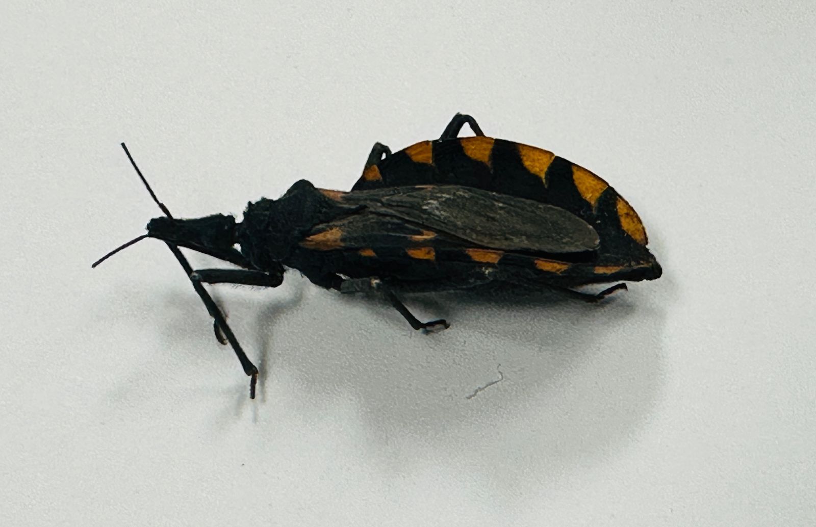 INFORMA SSZ SOBRE PREVENCIÓN DE ENFERMEDAD DE CHAGAS