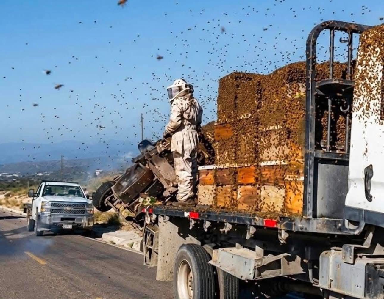 SE ACCIDENTA TRÁILER CON ABEJAS AFRICANAS