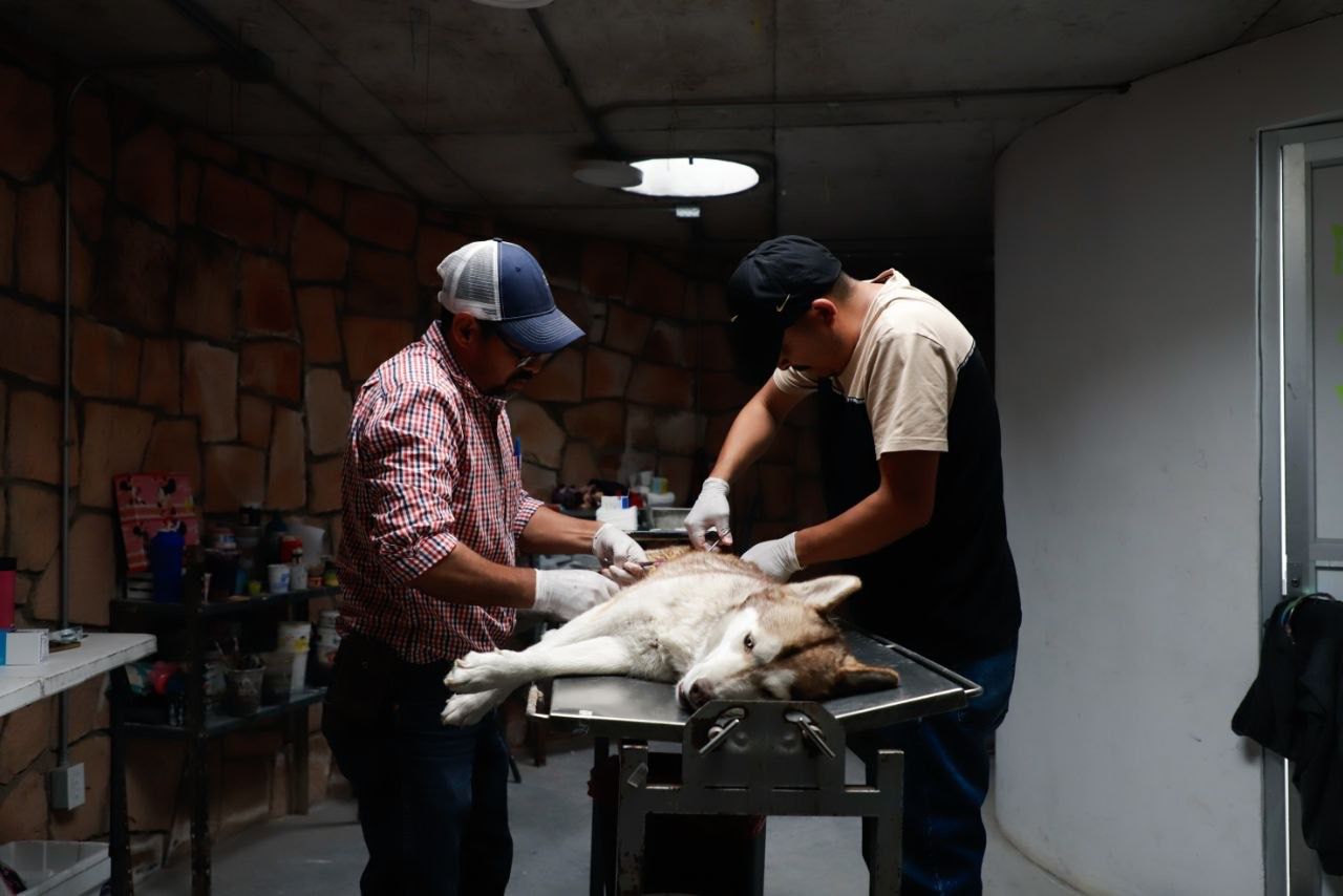 REALIZAN ESTERILIZACIÓN CANINA EN CENTRO ZAPATA DE FRESNILLO