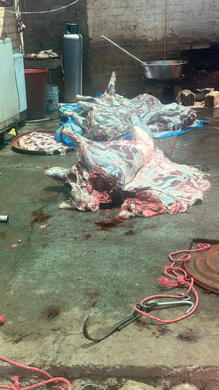 CLAUSURAN RASTRO CLANDESTINO EN LA EMILIANO ZAPATA; CARNE ESTABA ENTRE TIERRA Y CEMENTO