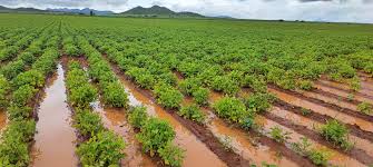 RESPONDE GOBIERNO FEDERAL A PRODUCTORES ZACATECANOS
