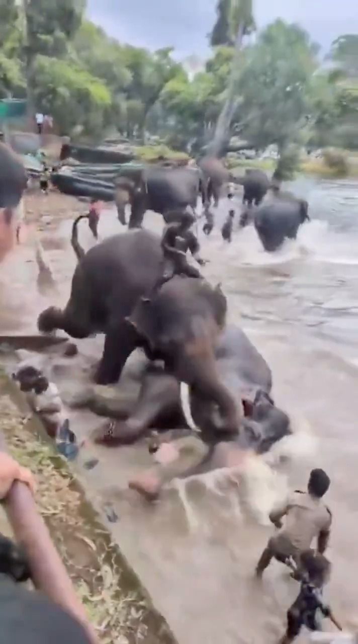 MUERE TURISTA TRAS PELEA DE ELEFANTES EN CAMPAMENTO DE INDIA