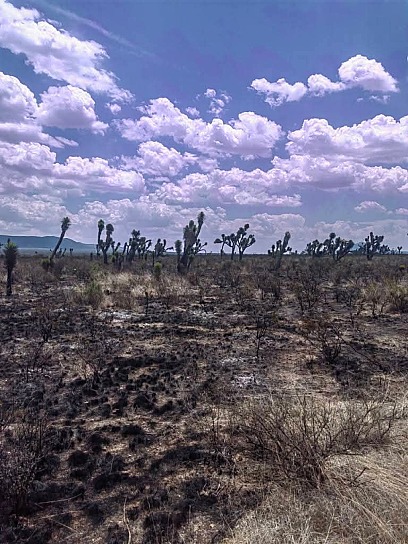 SOFOCAN INCENDIO FORESTAL EN VILLA DE COS TRAS TRES DÍAS DE INTENSO COMBATE