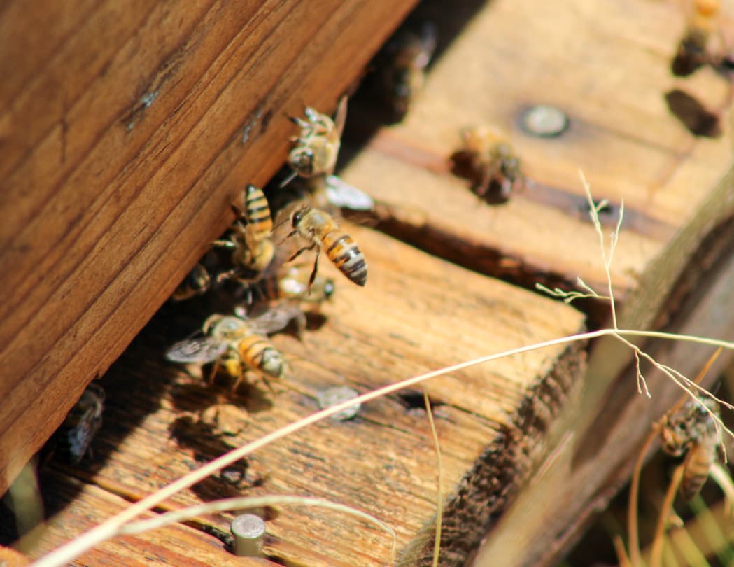 ABEJAS EN ZACATECAS: INVESTIGADOR DE LA UAZ LLAMA A PREVENIR ENJAMBRES SIN DESINFORMACIÓN