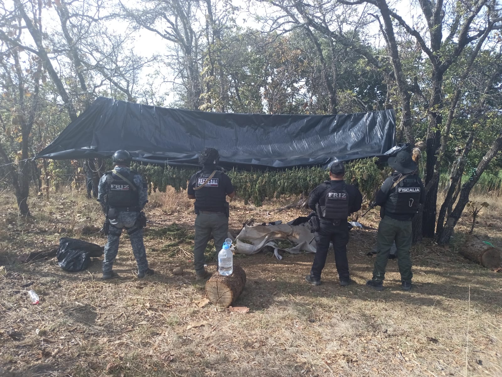 DESMANTELAN CAMPAMENTOS, SECADEROS Y PLANTÍOS DE MARIHUANA EN FLORENCIA