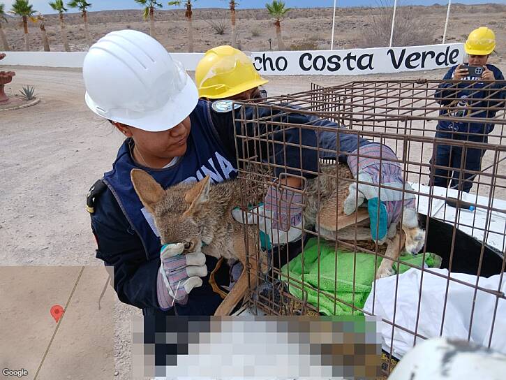 RESCATAN MARINA Y PROFEPA A EJEMPLAR JUVENIL DE COYOTE EN SAN FELIPE