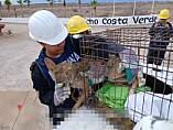 RESCATAN MARINA Y PROFEPA A EJEMPLAR JUVENIL DE COYOTE EN SAN FELIPE