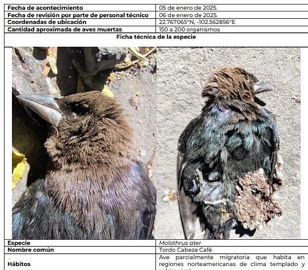 Analizan investigadores muerte masiva de aves migratorias en Zacatecas