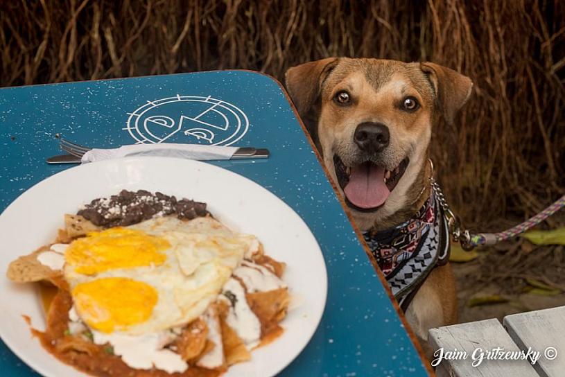 ANALIZARÁN RESTAURANTES PROPUESTA PARA PERMITIR ACCESO A MASCOTAS 