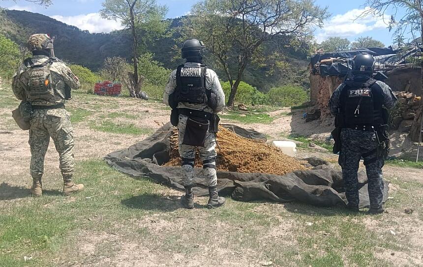 ASEGURAN FUERZAS DE SEGURIDAD SEIS VEHÍCULOS Y DESTRUYEN MARIHUANA