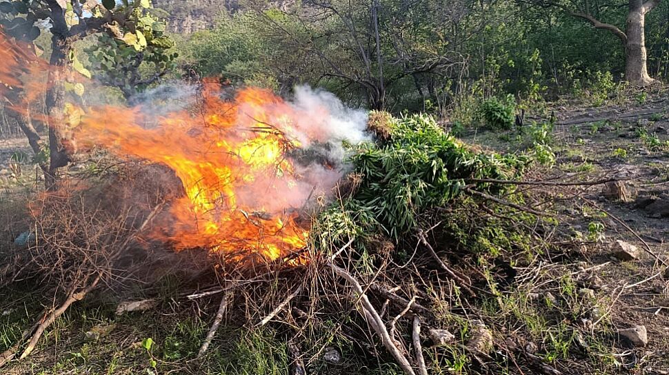 DESTRUYEN FUERZAS DE SEGURIDAD MÁS DE 1.3 TONELADAS DE MARIHUANA