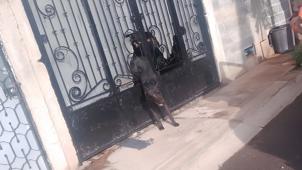 RESCATA PROTECCIÓN CIVIL A PERRO ATRAPADO EN PORTÓN DE GUADALUPE