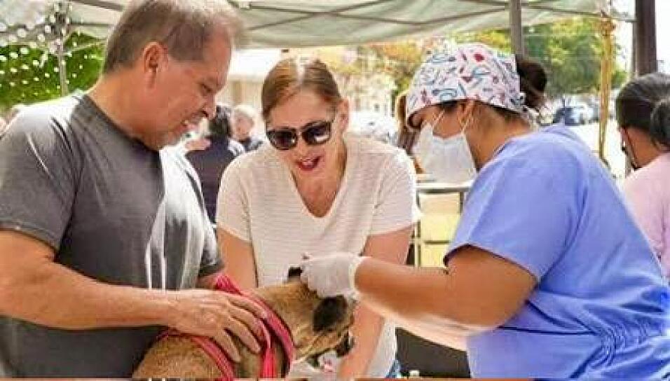 MANTIENE SALUD CAMPAÑA PERMANENTE DE ESTERILIZACIÓN CANINA Y FELINA