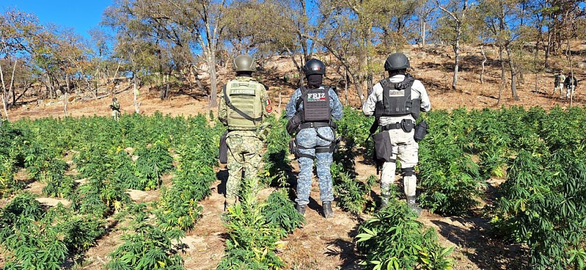 LOCALIZAN Y DESTRUYEN DOS PLANTÍOS DE MARIHUANA EN FLORENCIA