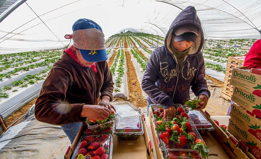 LOGRA MÉXICO RÉCORD EN ENVÍO DE ALIMENTOS AL REINO UNIDO