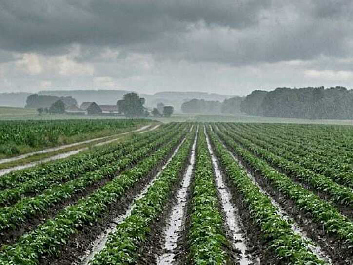 FAVORECEN LLUVIAS AL CAMPO ZACATECANO; PREVÉN BUEN CIERRE DEL CICLO AGRÍCOLA