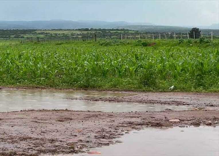 URGEN RESCATE DEL CAMPO TRAS PÉRDIDAS MILLONARIAS