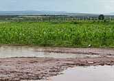 URGEN RESCATE DEL CAMPO TRAS PÉRDIDAS MILLONARIAS