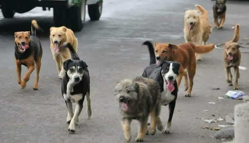 EXHORTA MEDIO AMBIENTE A FRENAR SOBREPOBLACIÓN CANINA EN ZACATECAS