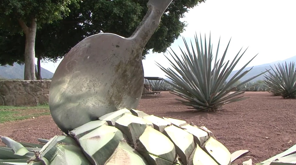 CONQUISTA TEQUILA MEXICANO LOS MERCADOS GLOBALES