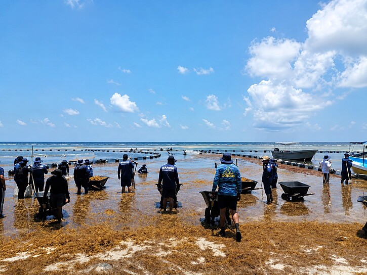 MANTIENE MARINA RECOLECCIÓN PERMANENTE DE SARGAZO EN COSTA MAYA