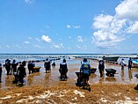 MANTIENE MARINA RECOLECCIÓN PERMANENTE DE SARGAZO EN COSTA MAYA