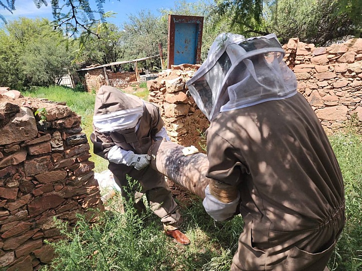 ATAQUE DE ABEJAS EN BAÑÓN DEJA TRES LESIONADOS GRAVES