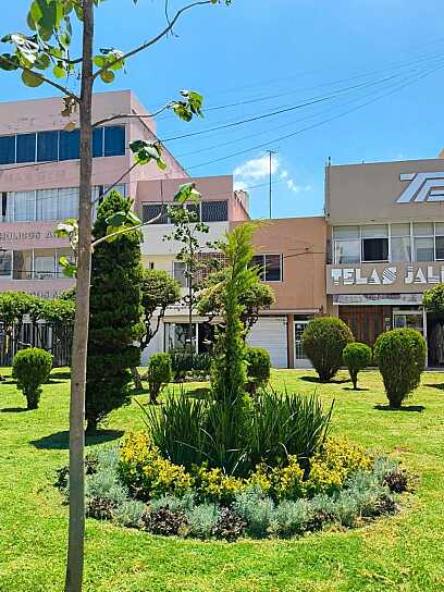 DAÑAN PLANTAS RECIÉN COLOCADAS EN EL JARDÍN HIDALGO
