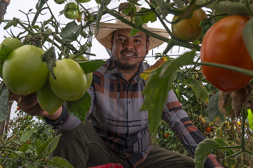 DESTINA GOBIERNO DE MÉXICO MÁS DE 248 MILLONES DE PESOS EN CRÉDITOS PARA PRODUCCIÓN DE JITOMATE