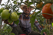 DESTINA GOBIERNO DE MÉXICO MÁS DE 248 MILLONES DE PESOS EN CRÉDITOS PARA PRODUCCIÓN DE JITOMATE