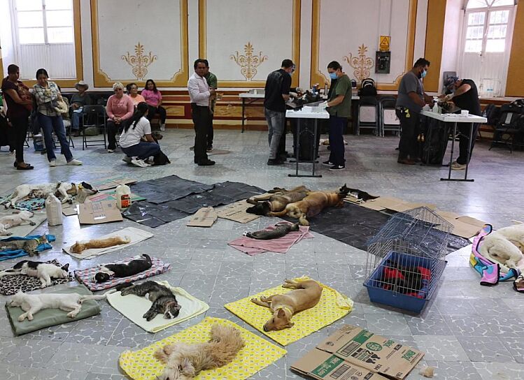 ESTERILIZAN A 55 MASCOTAS EN JUAN ALDAMA