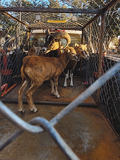 ASEGURA PROFEPA CINCO BORREGOS MUFLONES Y DOS LLAMAS EN JIMÉNEZ DEL TEUL
