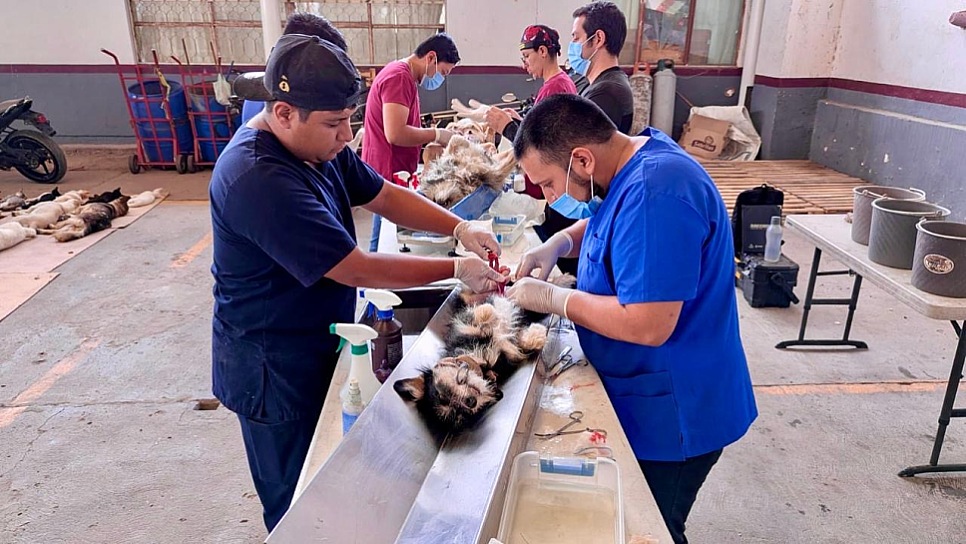 ESTERILIZA SSZ MASCOTAS GRATIS EN TRES MUNICIPIOS DURANTE SEPTIEMBRE