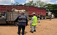 INSPECCIONA AGRICULTURA 80 MIL CARGAMENTOS DE GANADO POR GUSANO BARRENADOR 