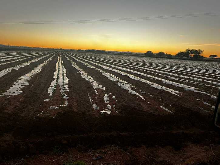 RESISTE CAMPO ZACATECANO LA SEQUÍA; SEPTIEMBRE RENUEVA ESPERANZA PARA COSECHAS