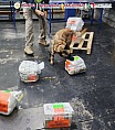 DETECTAN OCHO KILOS DE DERIVADO DE HOJA DE COCA EN AICM