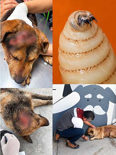 REGISTRA GUADALUPE 10 CASOS DE GUSANO BARRENADOR EN PERROS
