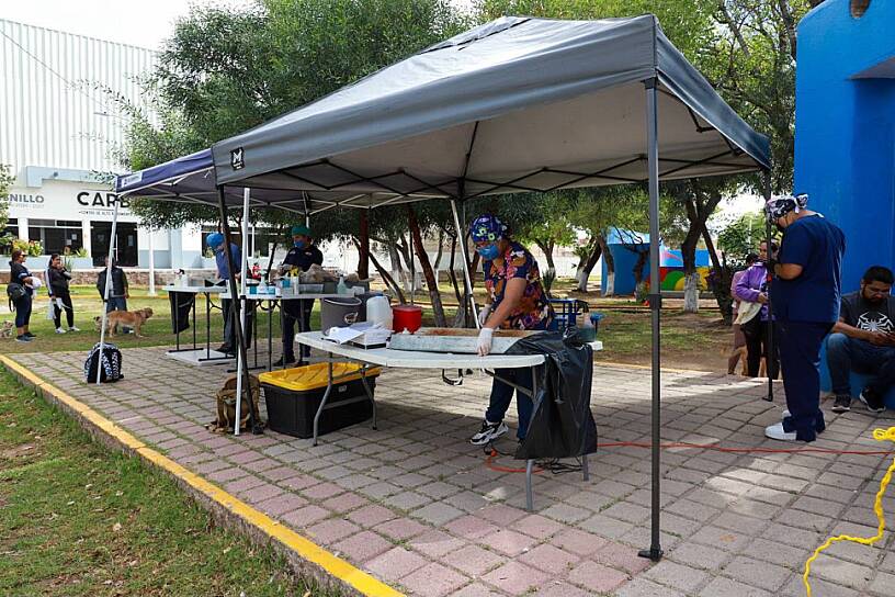 ESTERILIZA AYUNTAMIENTO DE FRESNILLO A 86 PERROS Y GATOS