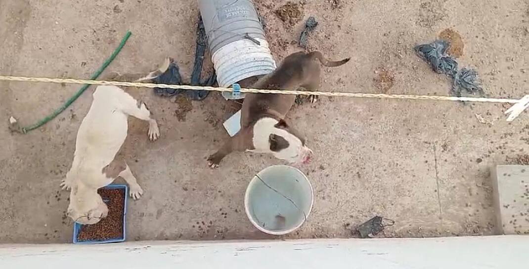 ASEGURAN CUERPO DE CANINO TRAS DENUNCIAS VECINALES
