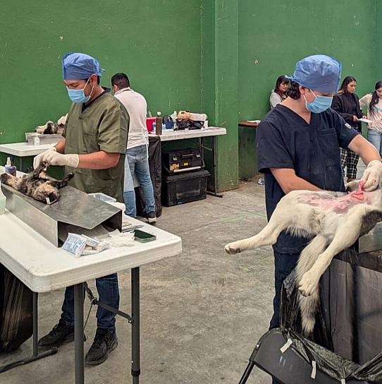 Arranca Brigada Itinerante de Esterilización Canina y Felina