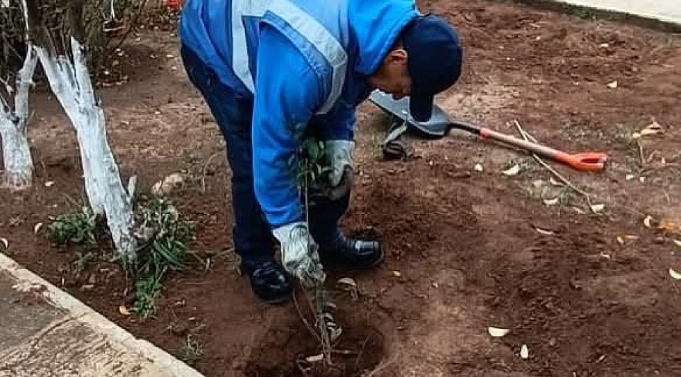 REALIZAN REFORESTACIÓN EN LA COMUNIDAD TAPIAS DE SANTA CRUZ