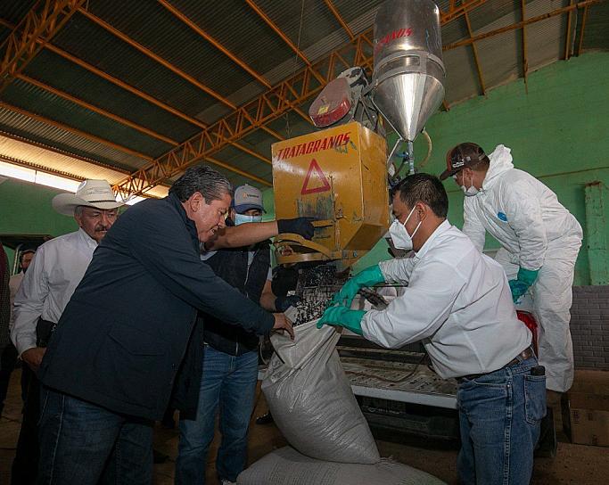 ARRANCAN PROGRAMAS DE SEMILLA CERTIFICADA Y MEJORAMIENTO DE SEMILLA DE FRIJOL 